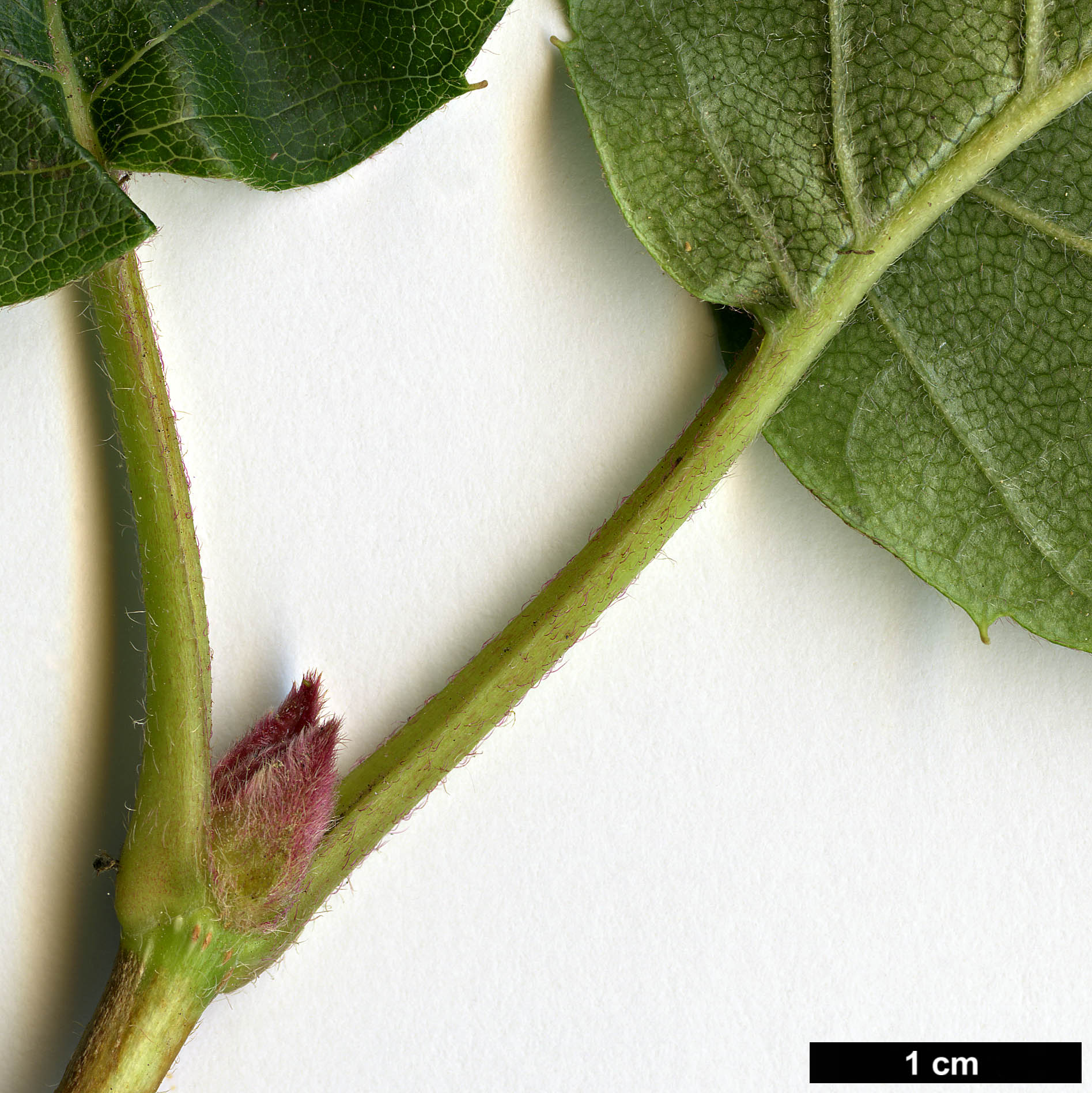 High resolution image: Family: Hydrangeaceae - Genus: Schizophragma - Taxon: hydrangeoides - SpeciesSub: f. quelpartensis